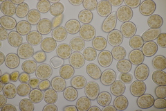 Melampsora rostrupii