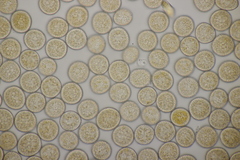 Melampsora rostrupii