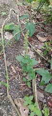 Coleus monostachyus
