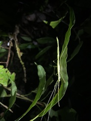 Cesaphasma