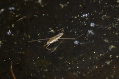 Gerris swakopensis