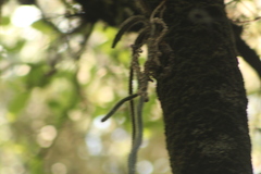 Disocactus speciosus