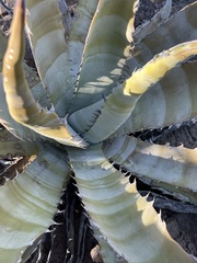 Agave sobria sobria