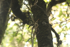 Disocactus speciosus