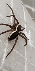 Dolomedes fimbriatus