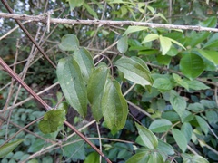 Dioscorea pentaphylla