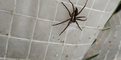 Dolomedes fimbriatus