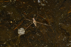 Gerris swakopensis
