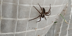 Dolomedes fimbriatus