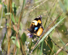 Junonia hierta cebrene