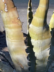 Agave sobria sobria