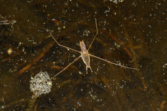Gerris swakopensis