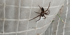 Dolomedes fimbriatus