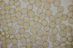 Melampsora rostrupii