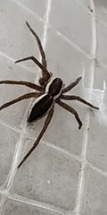 Dolomedes fimbriatus