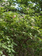 Weigela coraeensis