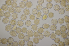 Melampsora rostrupii