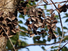 Dioscorea pentaphylla