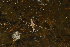 Gerris swakopensis