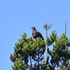 Stephanoaetus coronatus