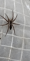 Dolomedes fimbriatus