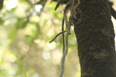 Disocactus speciosus