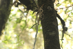 Disocactus speciosus