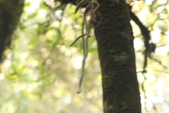 Disocactus speciosus