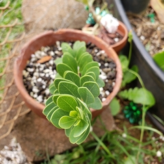 Wikstroemia uva-ursi