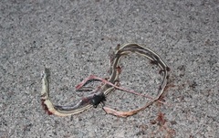 Masticophis taeniatus taeniatus