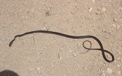 Masticophis taeniatus girardi
