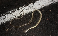 Masticophis taeniatus taeniatus