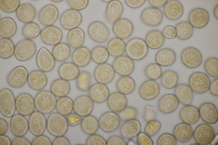 Melampsora rostrupii