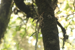 Disocactus speciosus