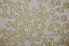 Melampsora rostrupii