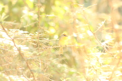 Piranga erythrocephala