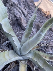 Agave sobria