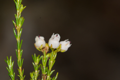 Erica margaritacea