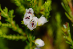 Erica margaritacea