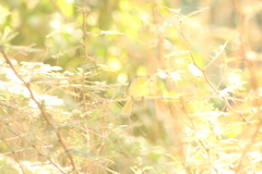 Piranga erythrocephala