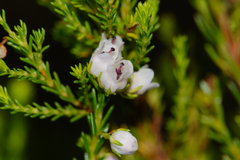 Erica margaritacea