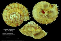 Phrixgnathus spiralis