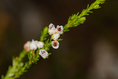 Erica margaritacea