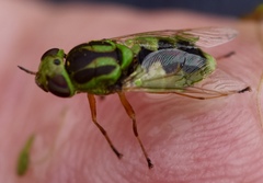 Hedriodiscus trivittatus