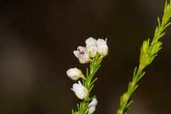Erica margaritacea