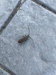 Crinarnoldius maculatus