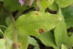 Ramularia cylindroides