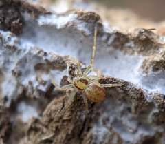 Philodromus