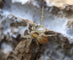 Philodromus