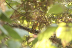 Piranga erythrocephala